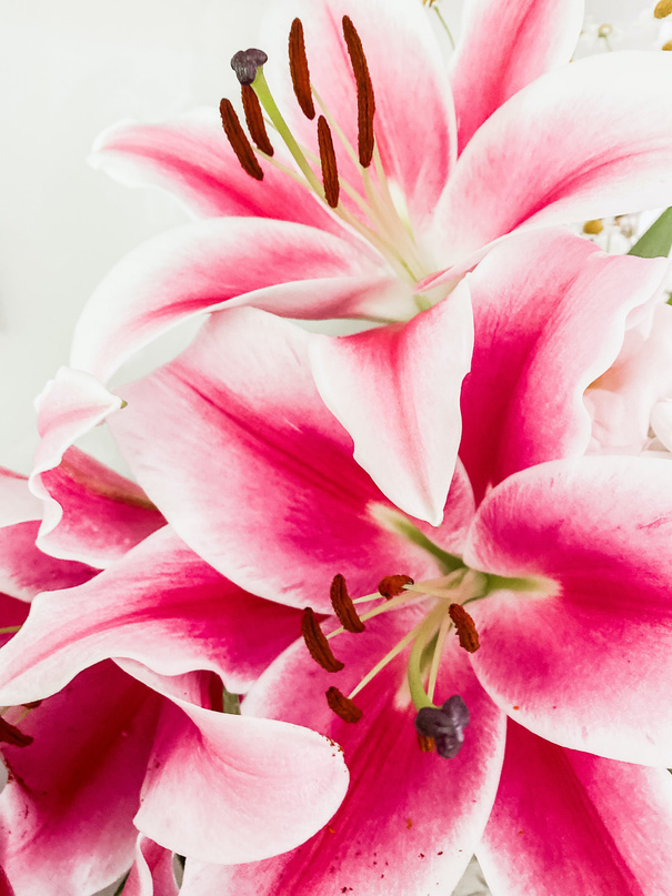 A close up of pink lilies in a vase